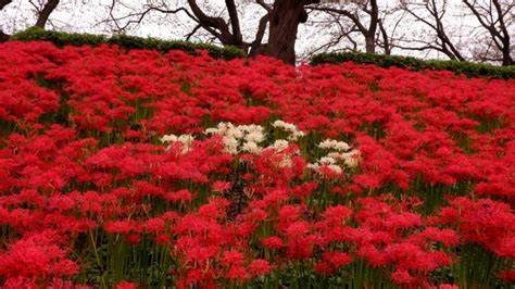 彼岸花開花|彼岸花の見頃の時期はいつ？開花する期間や人気の名。